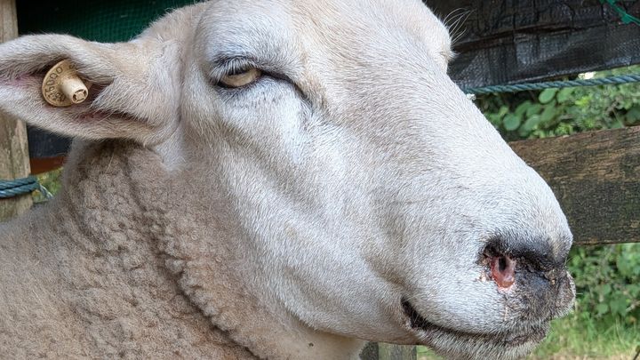 Please help Springs recover from Blue Tongue virus campaign photo, 1 of 6