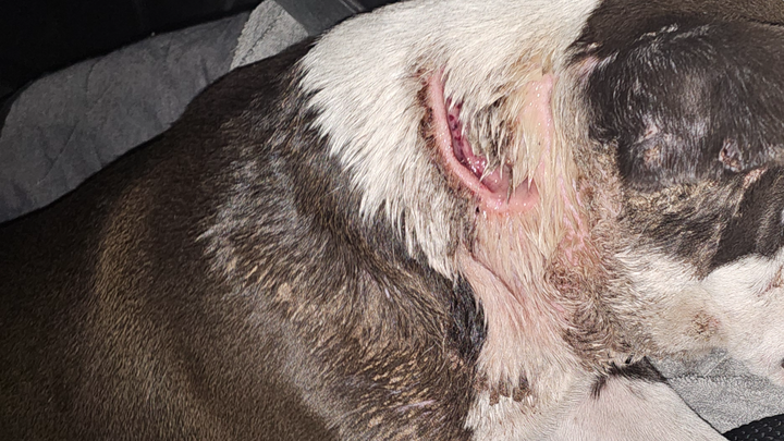 Stray Puppy Attacked By Dogs- Please Help campaign photo, 1 of 8