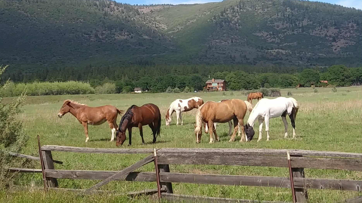 Help Jeffery Mcniel Defend His Livestock Rights campaign photo, 1 of 4