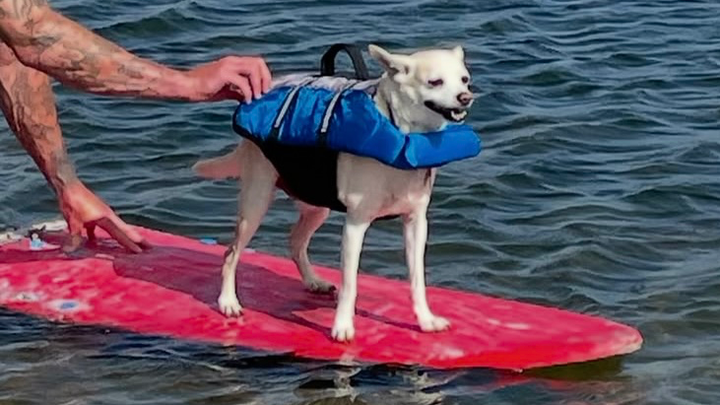 Help Service Dog Riley’s Vet Bill for Splenectomy campaign photo, 1 of 8
