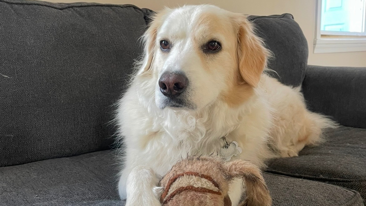 Support Odin's Journey to Recovery campaign photo, 1 of 8