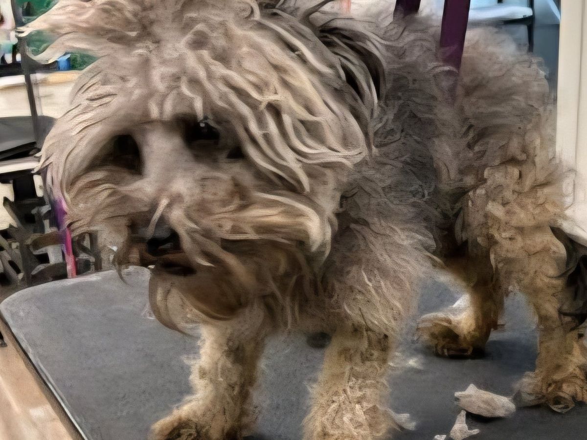 Help Brock Get the Surgery He Desperately Needs campaign photo, 1 of 7