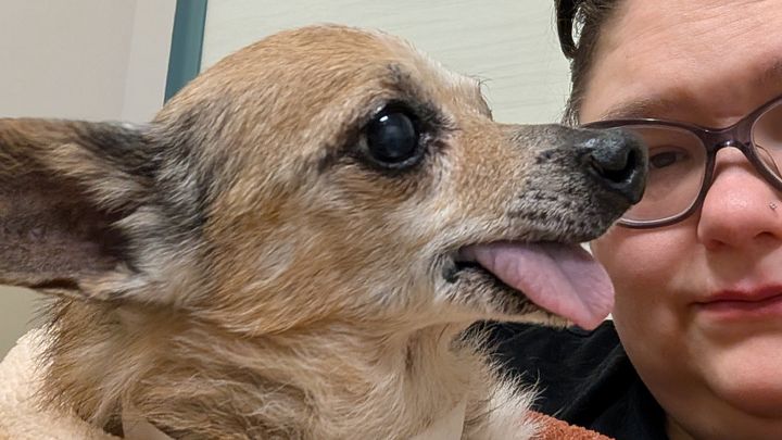 Help Bring Lokie Home and Cover Vet Costs campaign photo, 1 of 7