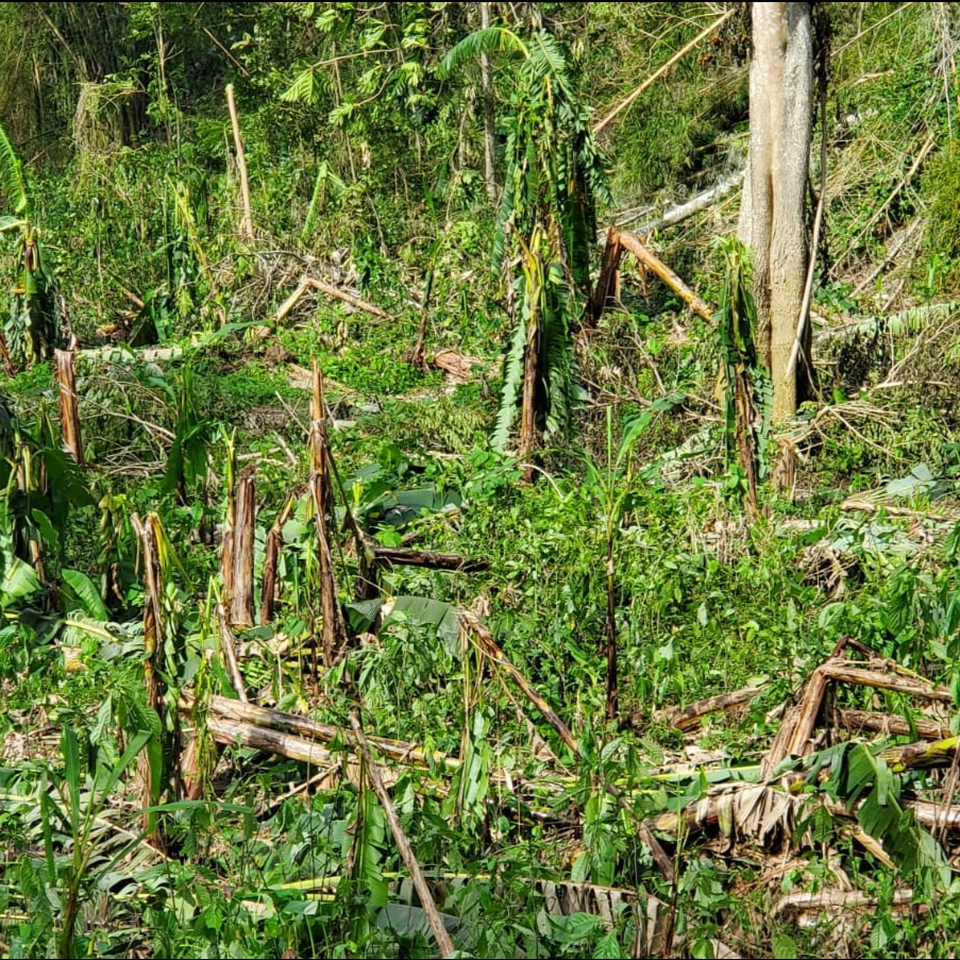 Help Rebuild Enhanced by Nature Farm After Hurricane Melissa