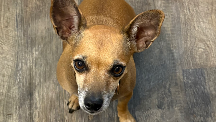 Prayers and Support for Harley’s Healing campaign photo, 1 of 3