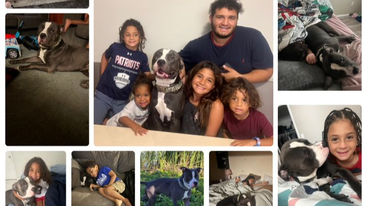 Help Kaido Get Urgent Veterinary Care campaign photo, 1 of 4