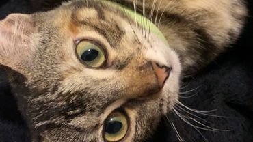 Bella