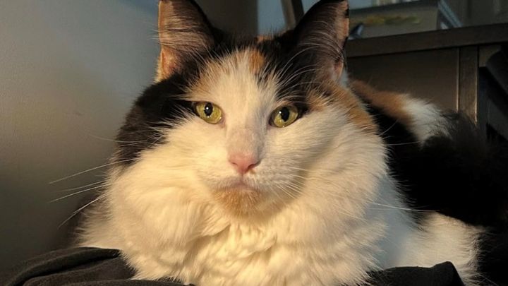 Help save Luna campaign photo, 1 of 7