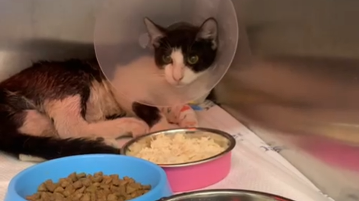 Help Bones the cat get his surgery! campaign photo, 1 of 4