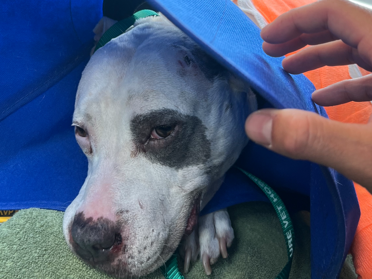 Support Petey's Journey to Full Recovery campaign photo, 1 of 6