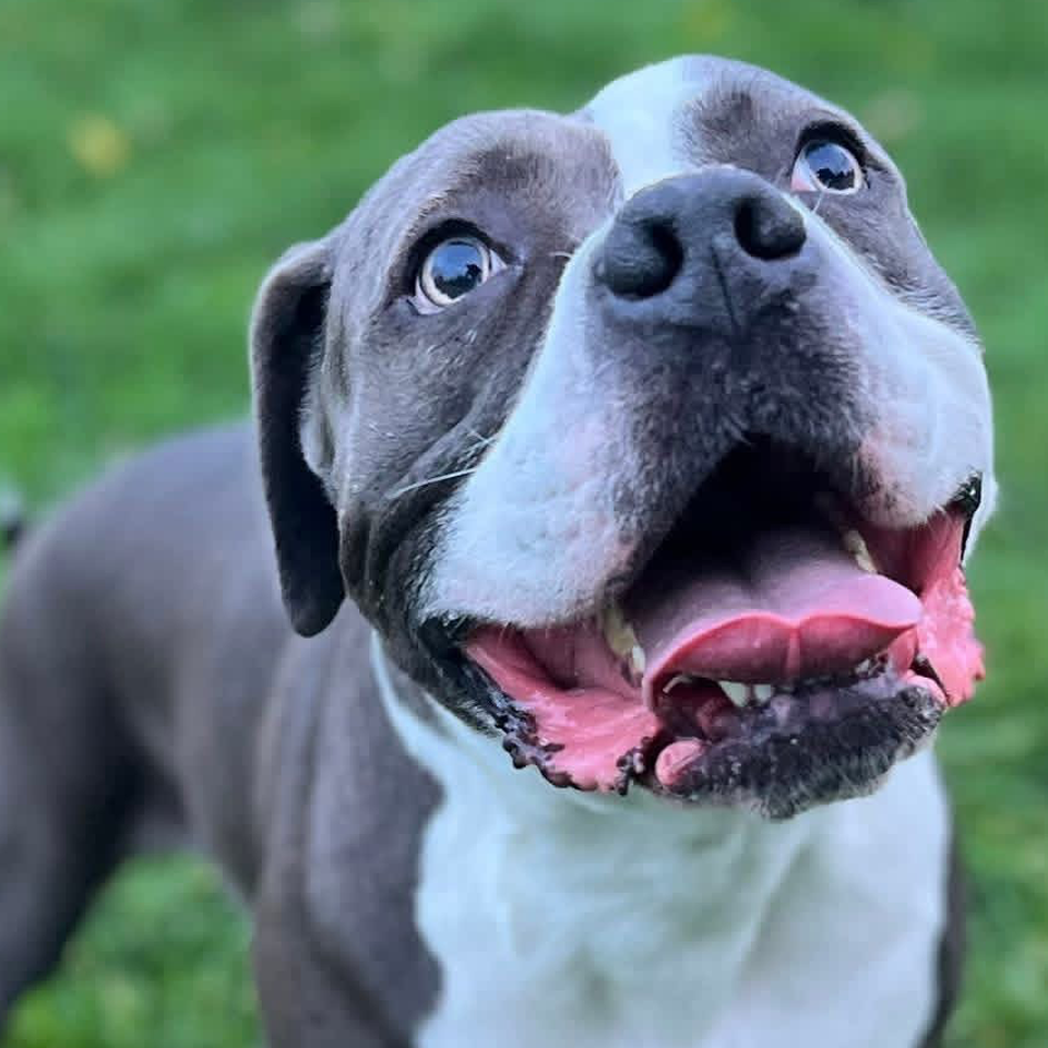 Please help Hugo with his leg operation.