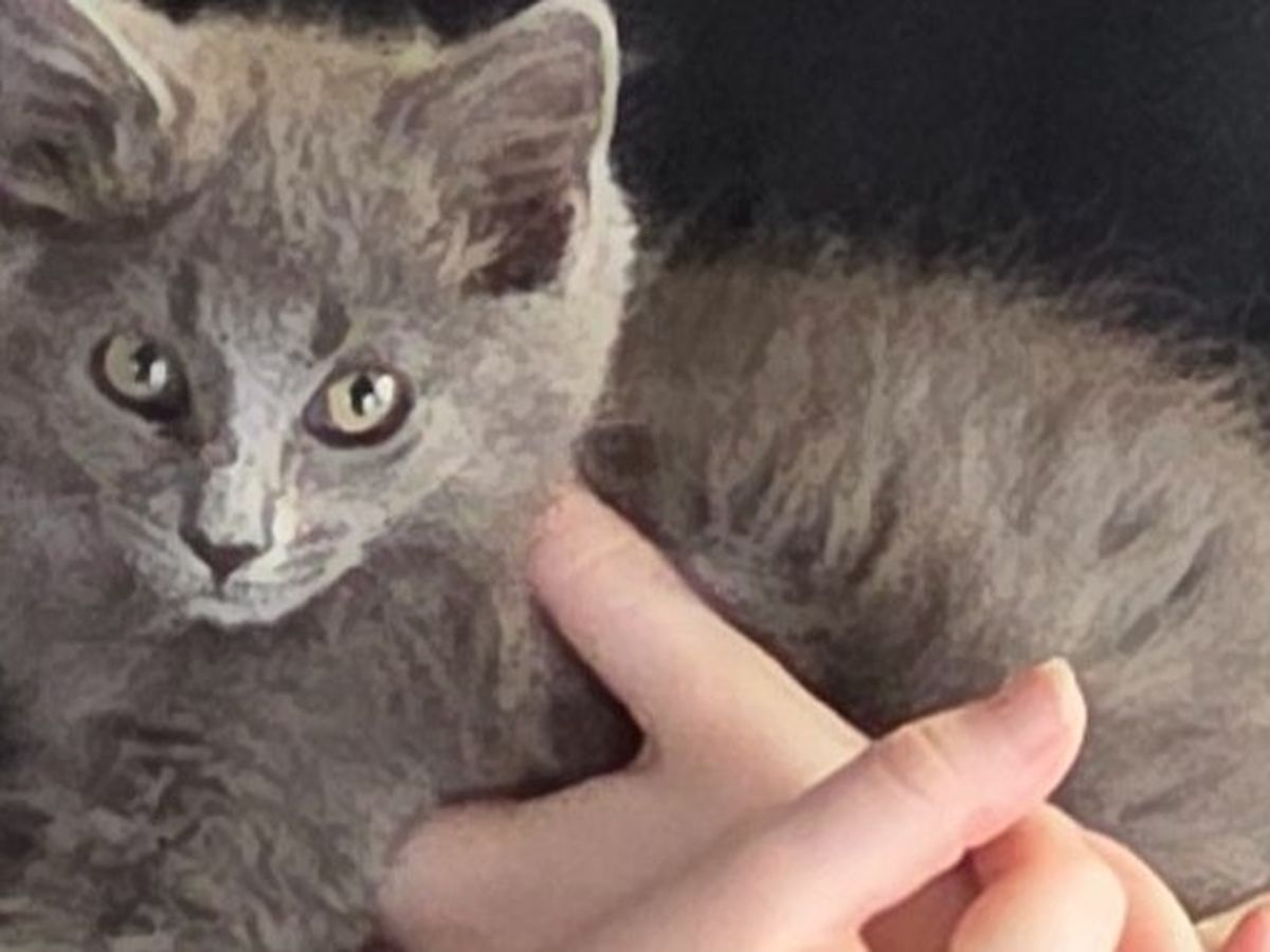 Help Ambrose the Kitten Heal and Find a Home campaign photo, 1 of 7