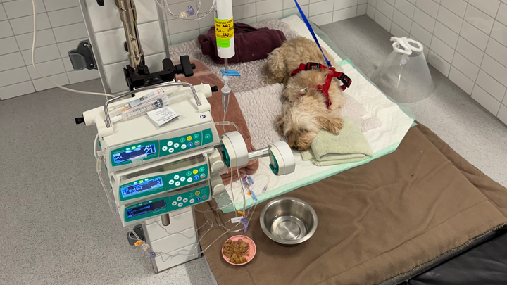 Donate to help for my dogs life saving surgery campaign photo, 1 of 8
