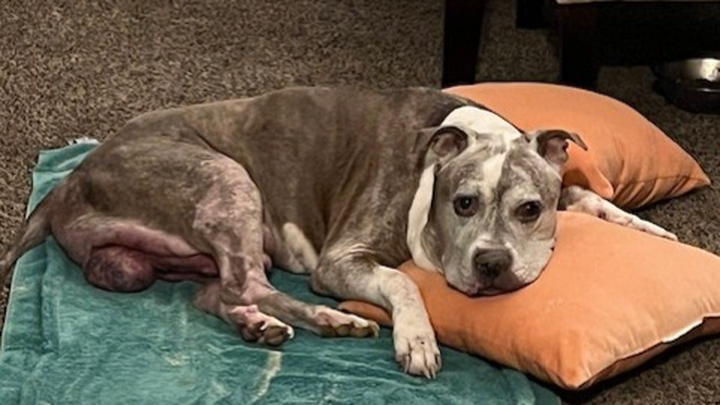 Help Harry Cross the Rainbow Bridge Peacef campaign photo, 1 of 3