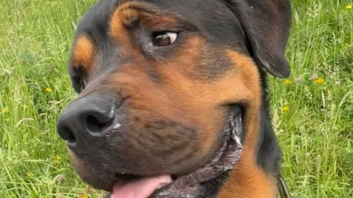 Zeus has a HUGE tumour and needs an op campaign photo, 1 of 6