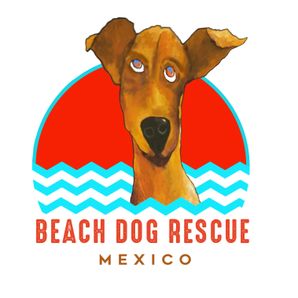 Beach Dog Rescue Mexico