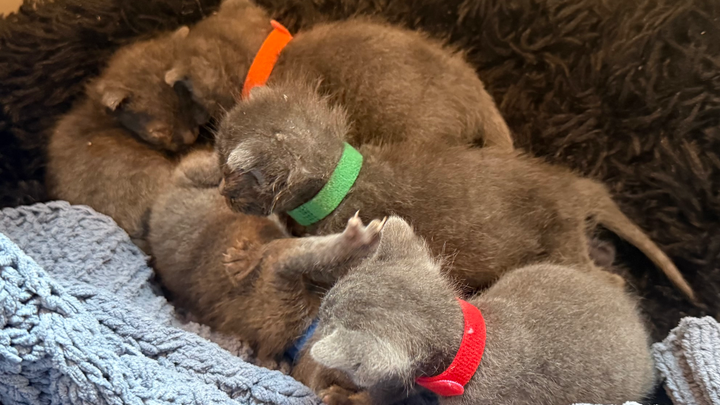 Help Us Care for Rescued Kittens campaign photo, 1 of 4