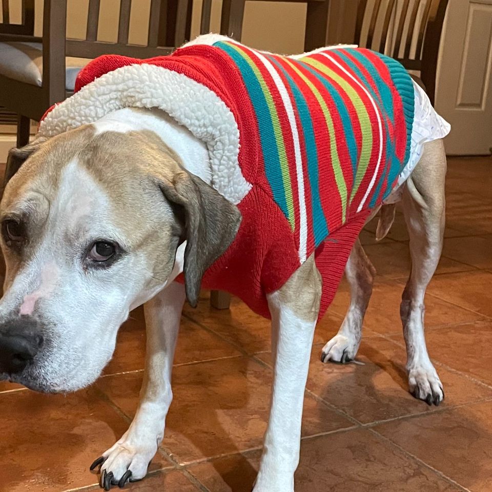 why do dogs hate sweaters