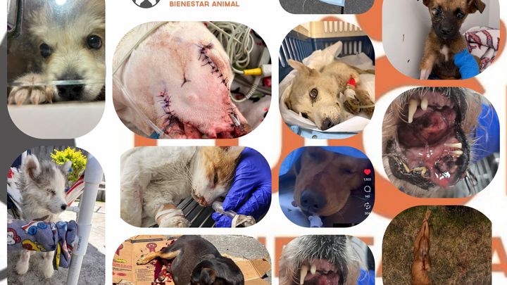 Vet Debt Threatens 900 Animals - Deuda Amenaza a 900 campaign photo, 1 of 6