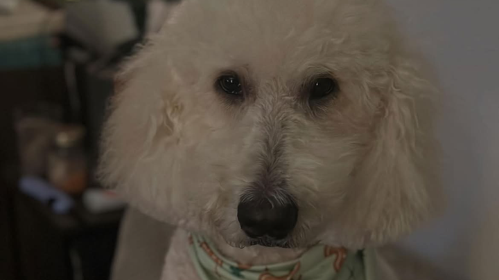 Neville’s Vet Bills campaign photo, 1 of 3