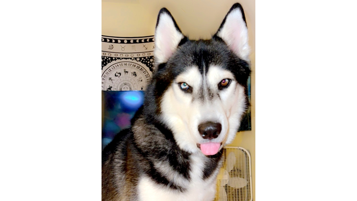Donate to Save Bandit from Kidney Failure or Diabetes campaign photo, 1 of 8