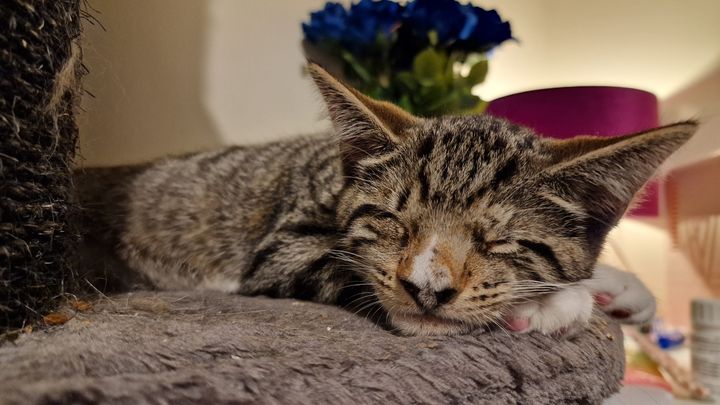 My cat has no eyes but he needs one removed