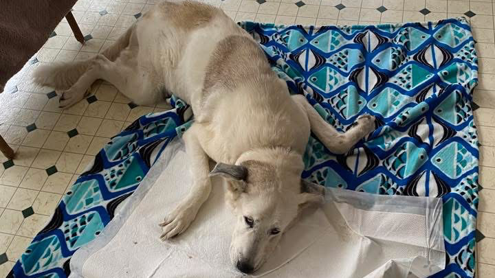 Help Save Sadie’s Life - Urgent Pyometra Surgery campaign photo, 1 of 6