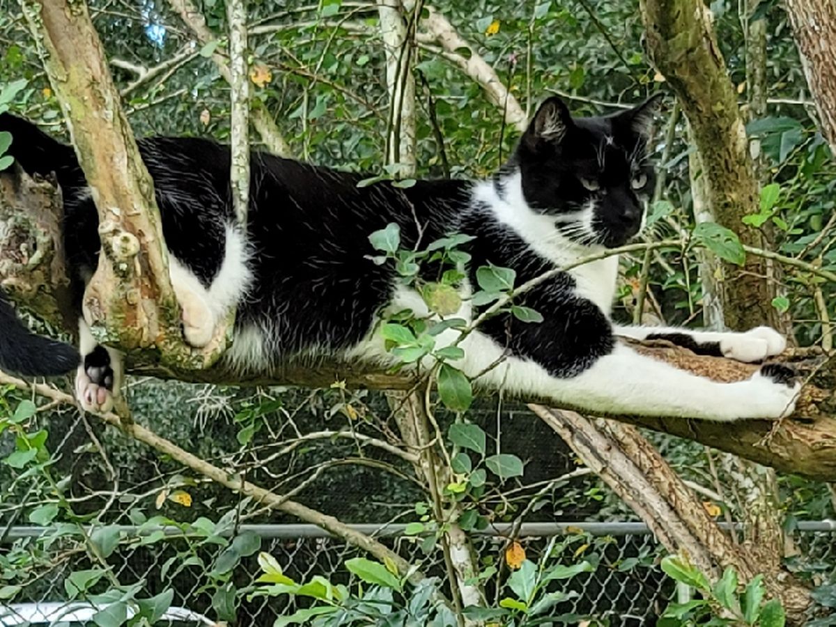 FURRUSPURR CAT SANCTUARY, INC. NON-PROFIT campaign photo, 1 of 3