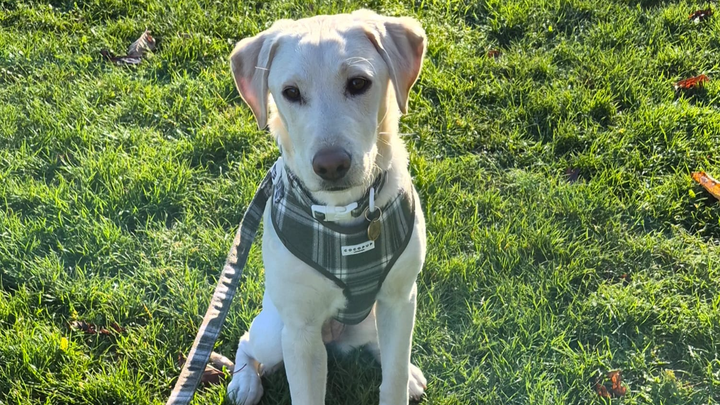 Help Honey-Bee Get Life-Saving Liver Shunt Surgery campaign photo, 1 of 3