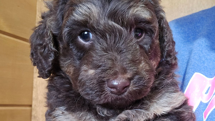 Urgent: Franklin Needs Heart Surgery campaign photo, 1 of 8