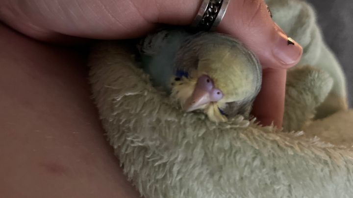 Help Emily Rescue Parrots in Need campaign photo, 1 of 7