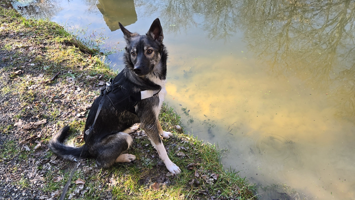 Assistenzhund Ausbildung finanzieren campaign photo, 1 of 4