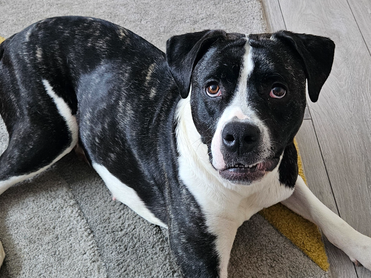Raising money for a mobility scooter to help me walk Bindi campaign photo, 1 of 4