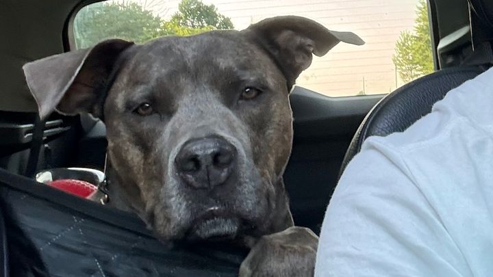 Help Rex Get Back on His Paws: Urgent Knee Surgery campaign photo, 1 of 7