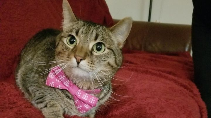 Calvin's Lymphoma Treatment Fund campaign photo, 1 of 7