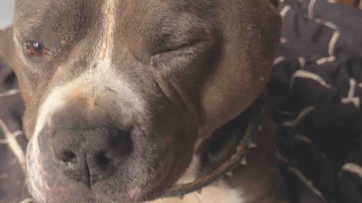 Help my fur baby Get Life-Saving Surgery campaign photo, 1 of 8