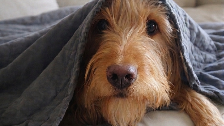 Kampagnen-Foto für Ein Herz für Nala. Für schmerzfreie Schritte , 1 von 8