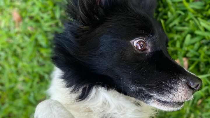 Dixie's Cancer Treatment campaign photo, 1 of 2