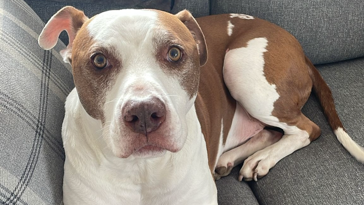 Please help to save our boy campaign photo, 1 of 8