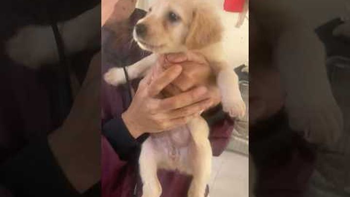 A Home for Every Paw: Adopt or Support Bali’s Rescue Dogs video thumbnail, 1 of 8