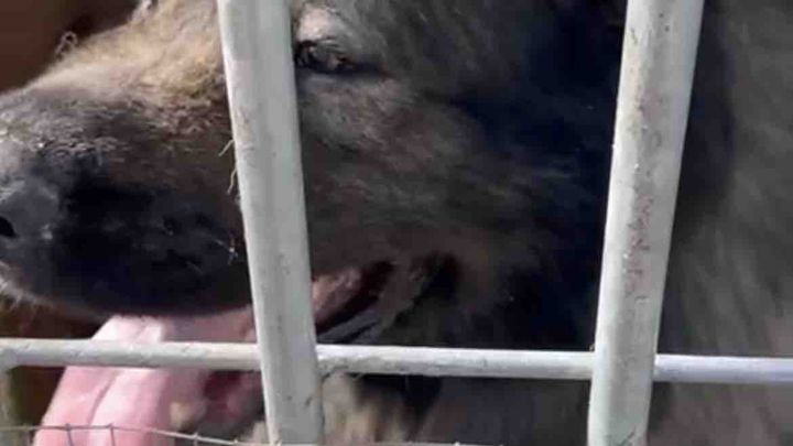 Main fundraiser photo