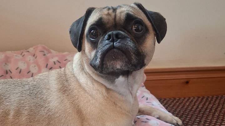URGENT: Emergency Spine Surgery to Save Chilli the Frug campaign photo, 1 of 8