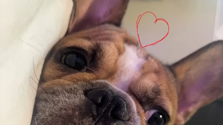 Milo Needs You: Surgery to Save His Life campaign photo, 1 of 8