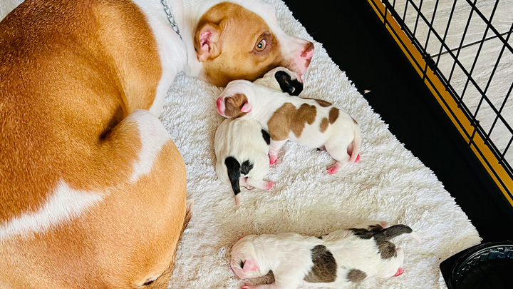 Help Honey and Her Puppies Heal campaign photo, 1 of 4
