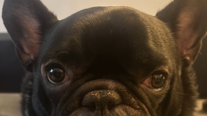 Help Bear Get Life-Saving Surgery campaign photo, 1 of 3