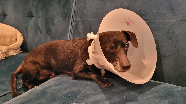 Help Hercules Fight Cancer: Support His Chemo campaign photo, 1 of 8
