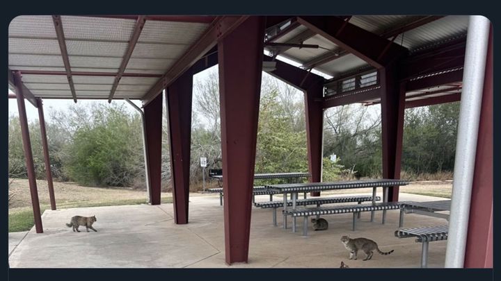 Laredo Rest Stop Cats Need Your Help campaign photo, 1 of 2