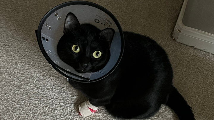 Help Chibi Cat Beat Cancer campaign photo, 1 of 7