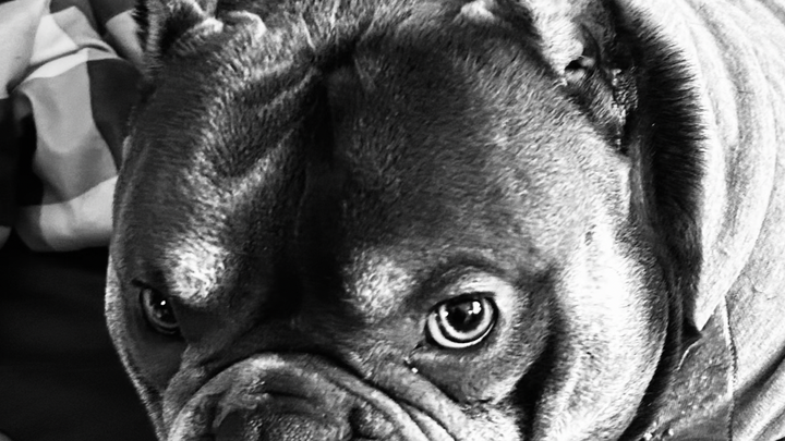 Help save Thors life campaign photo, 1 of 7