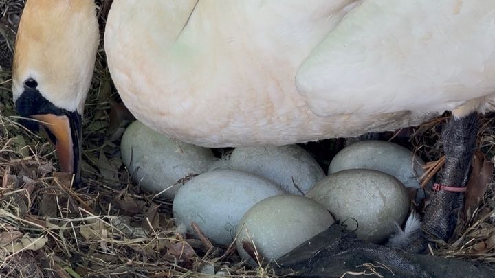 Help Sarah the Swan Raise New Babies campaign photo, 1 of 5